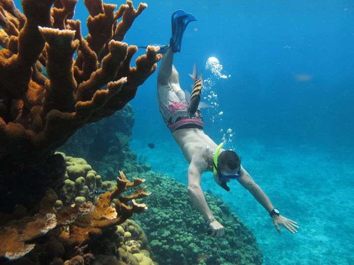 Cozumel reef snorkeling 720x540 Cozumel reef snorkeling 720x540